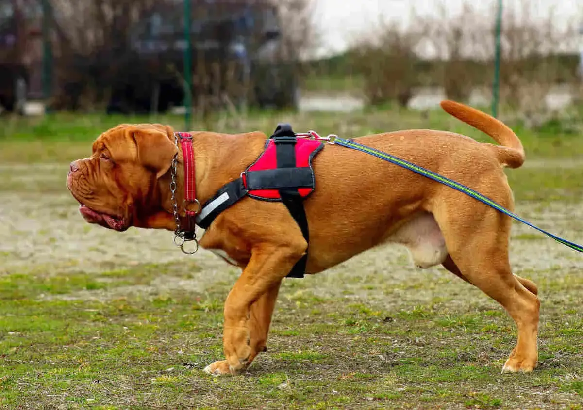 Un Dogue de Bordeaux porte un harnais en T rouge et noir, pr&ecirc;t pour une promenade.