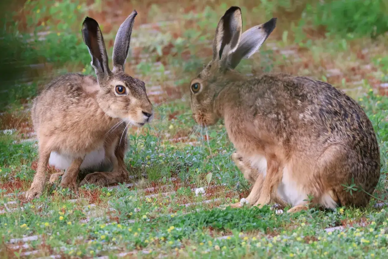 Zwei Feldhasen, die sich im Gras gegenüberstehen. Ein Hase vs. Kaninchen-Moment in der Natur.