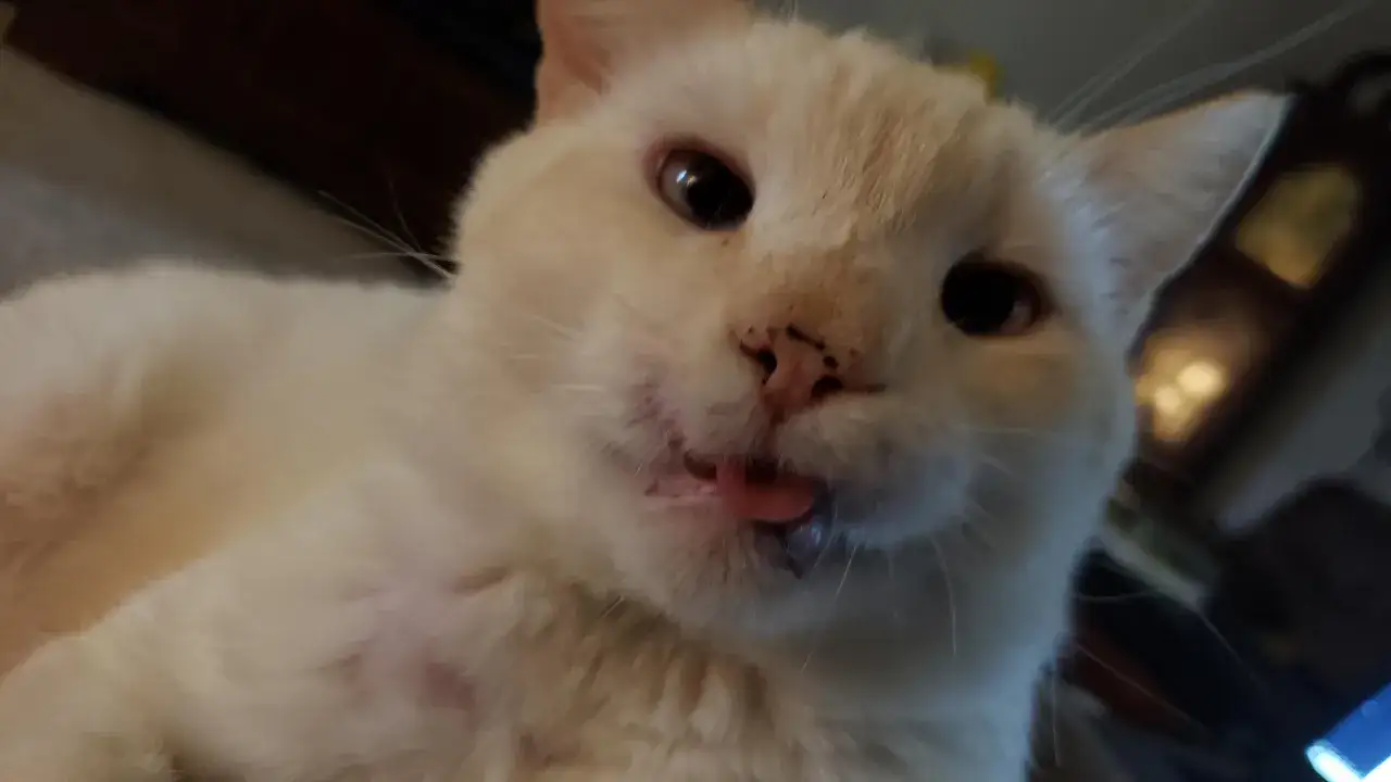 Gato blanco con lengua afuera, parece que necesita pienso para gatos sin dientes.