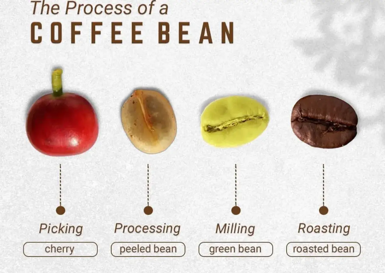 Fr&aring;n kaffe frukt till rostad b&ouml;na: en visuell resa genom kaffets bearbetning.