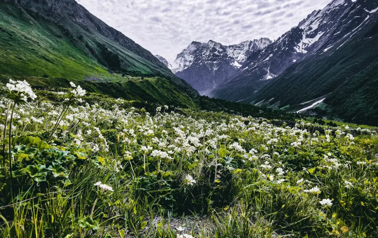 Wiesen voller wei&szlig;er Blumen im indischen Himalaya. Gr&uuml;ne H&auml;nge und schneebedeckte Gipfel bilden eine atemberaubende Kulisse f&uuml;r diese unber&uuml;hrte indien natur.
