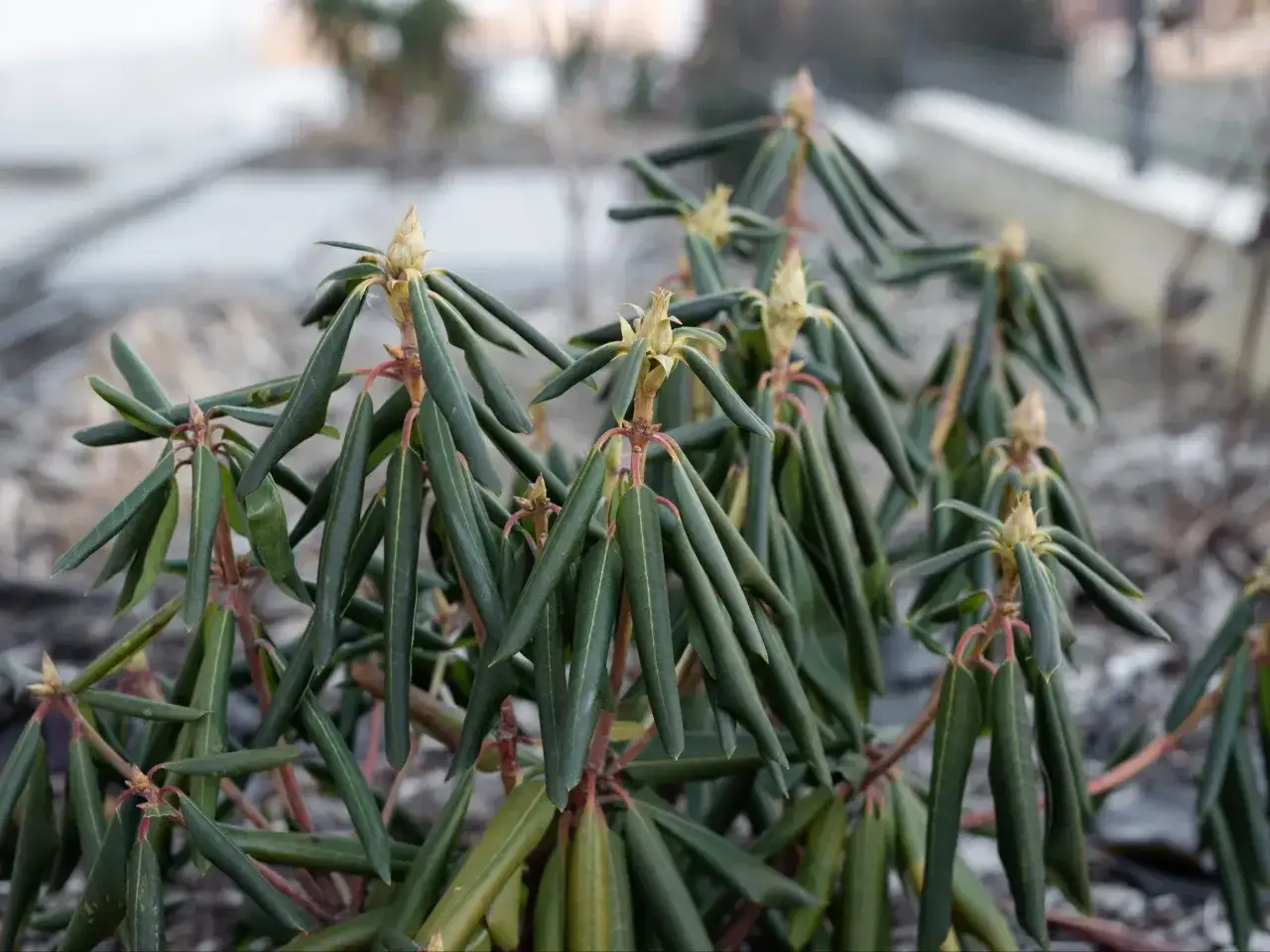 Rododendron z oklapniętymi liśćmi, czekający na wiosenne słońce.