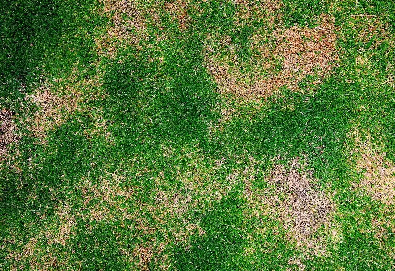 Patches of brown, dead grass indicate a problem with white grubs in lawn, damaging the roots and leaving the turf vulnerable.