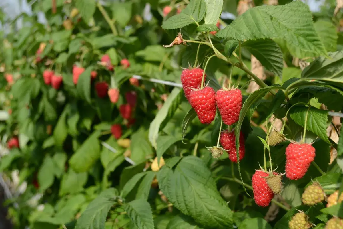 Pianta di lamponi in giardino, con grappoli di lamponi rossi maturi pronti per essere raccolti.