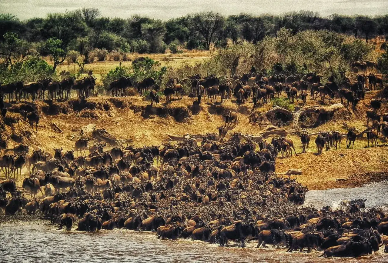 Tanzania ceny: Wielka migracja gnu przez rzekę. Tysiące zwierząt w wodzie i na brzegu.