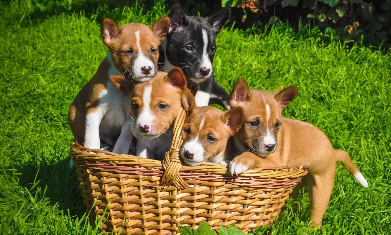 Cinco cachorros Basenji, curiosos y juguetones, asoman desde una cesta de mimbre en un d&iacute;a soleado. Su caracter&iacute;stico pelaje y orejas erguidas muestran el basenji caracter.