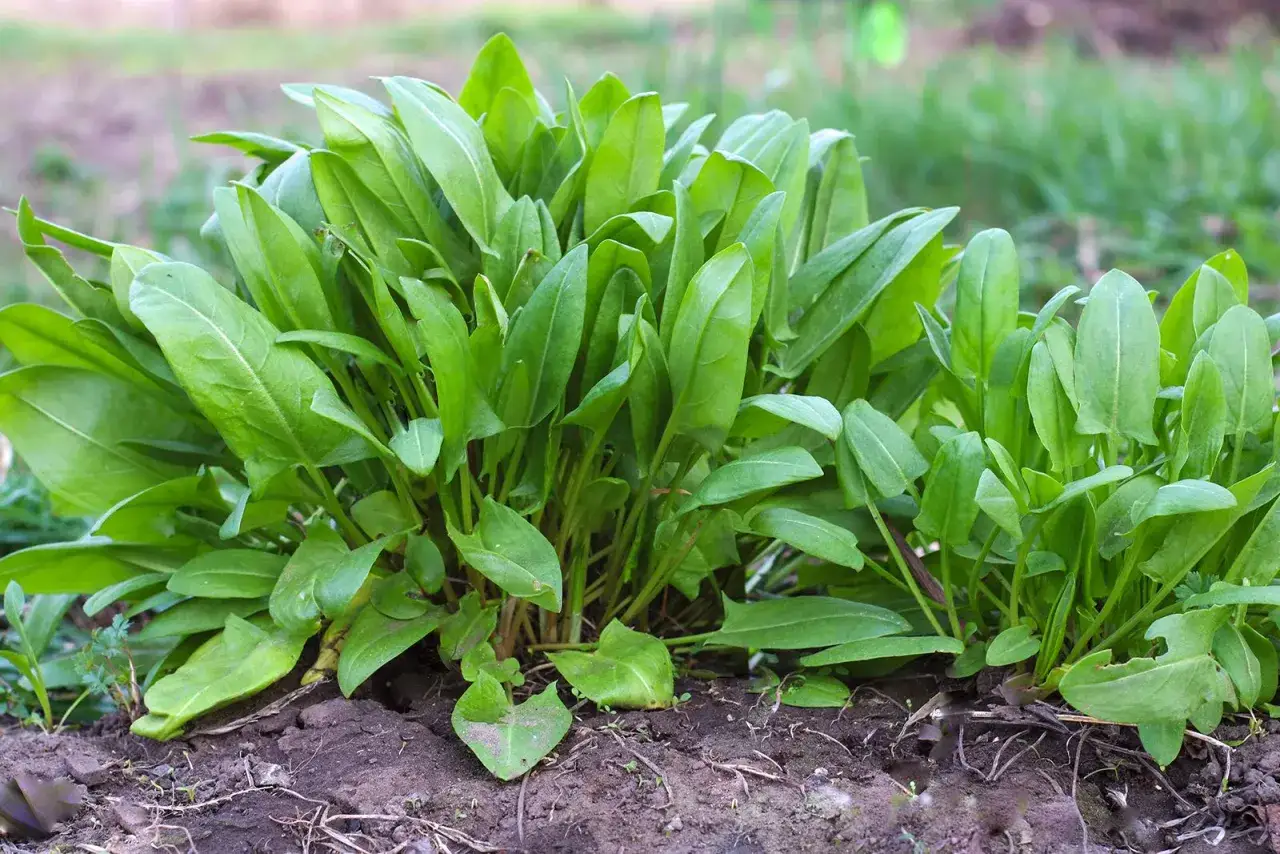 Ein dichter Busch aus saftig grünen Blättern. Dieser **sauerampfer gesund** wächst üppig im Boden und verspricht eine frische, vitaminreiche Ernte.