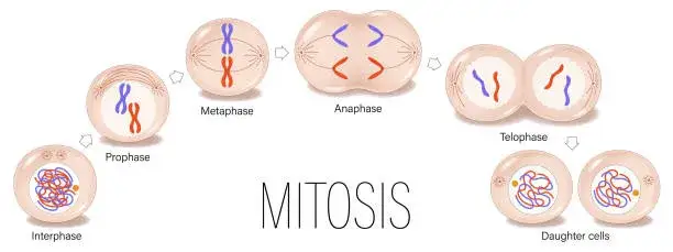 Animacja procesu mitozy