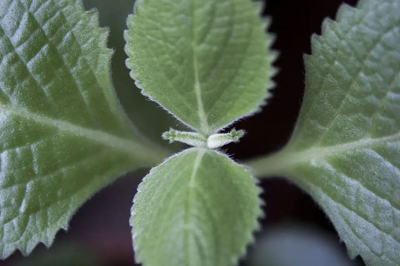 N&auml;rbild p&aring; sammetslena blad fr&aring;n kubansk oregano, med tydliga nerver och tandade kanter.