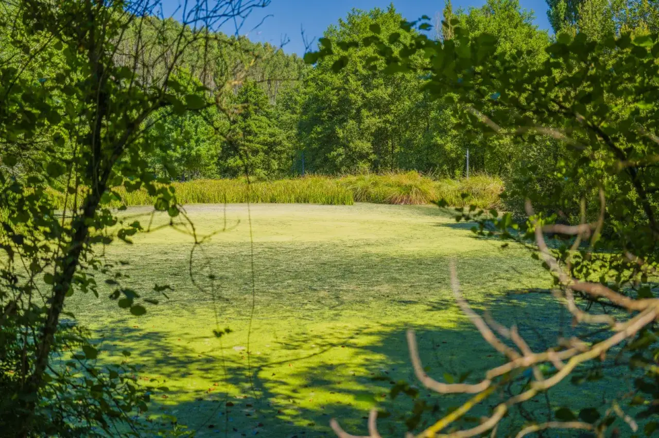 Un estanque cubierto de algas verdes, rodeado de árboles frondosos, evoca la serenidad del nacimiento del Miño.