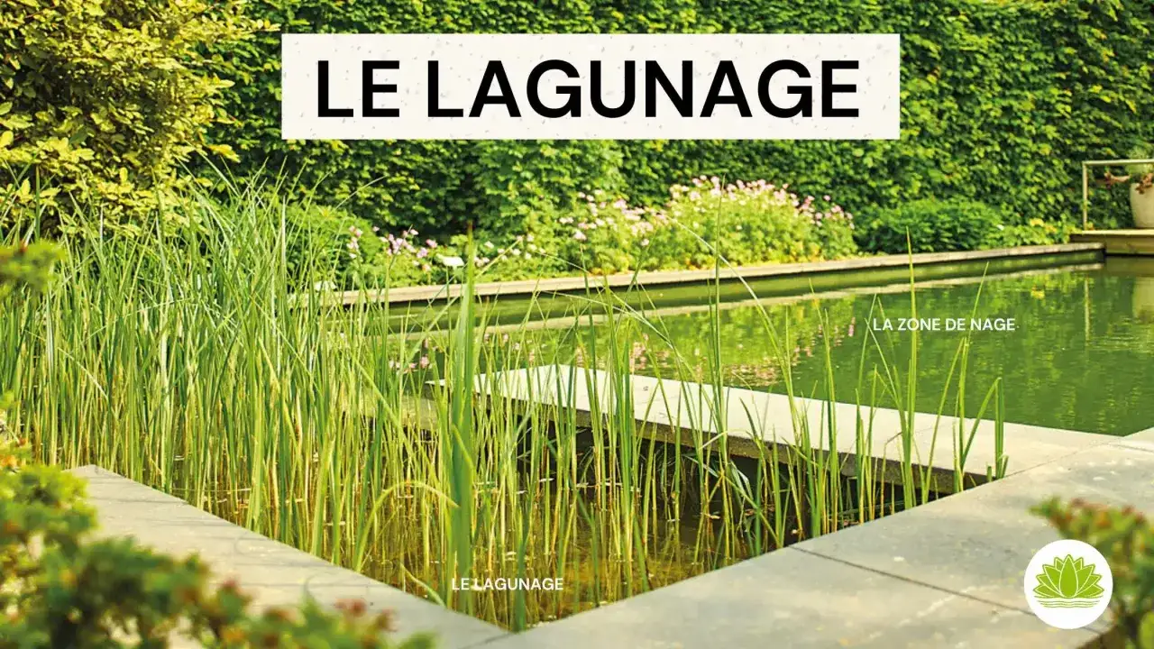 Un bassin de lagunage naturel avec des roseaux et une zone de nage. L'eau est verte et refl&egrave;te la v&eacute;g&eacute;tation luxuriante.