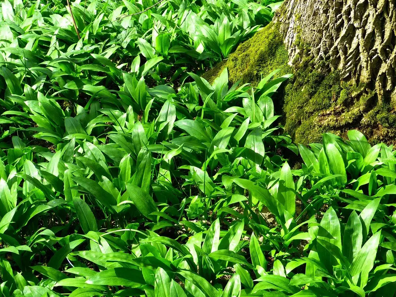 Champ de feuilles vertes luxuriantes d'ail des ours, parfait pour une recette printani&egrave;re.
