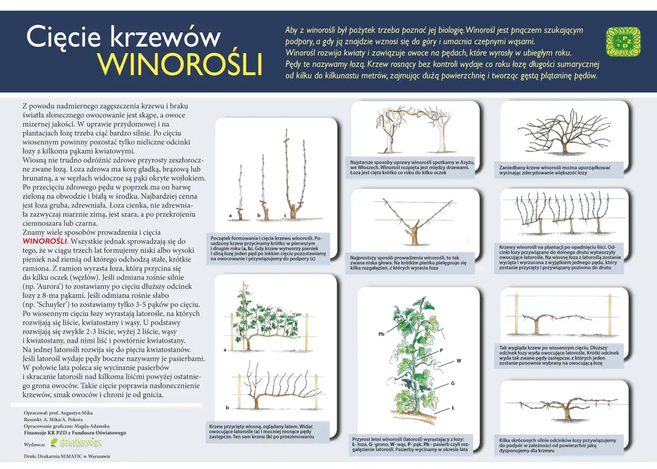 Rodzaje jeżyn cięcie