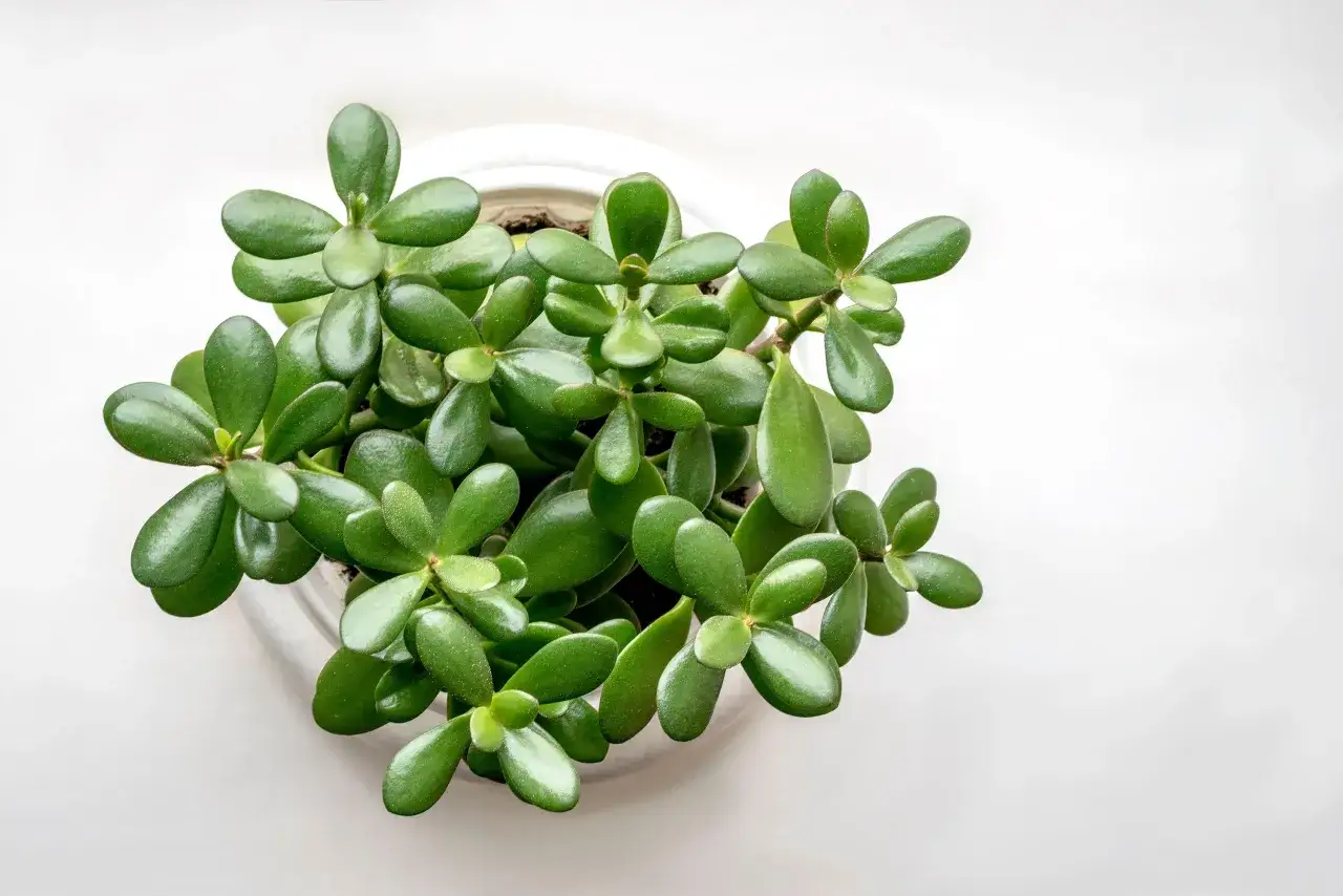 Planta de **árbol de jade** en maceta blanca, símbolo de prosperidad y buena suerte. Sus hojas carnosas y verdes evocan crecimiento y abundancia.