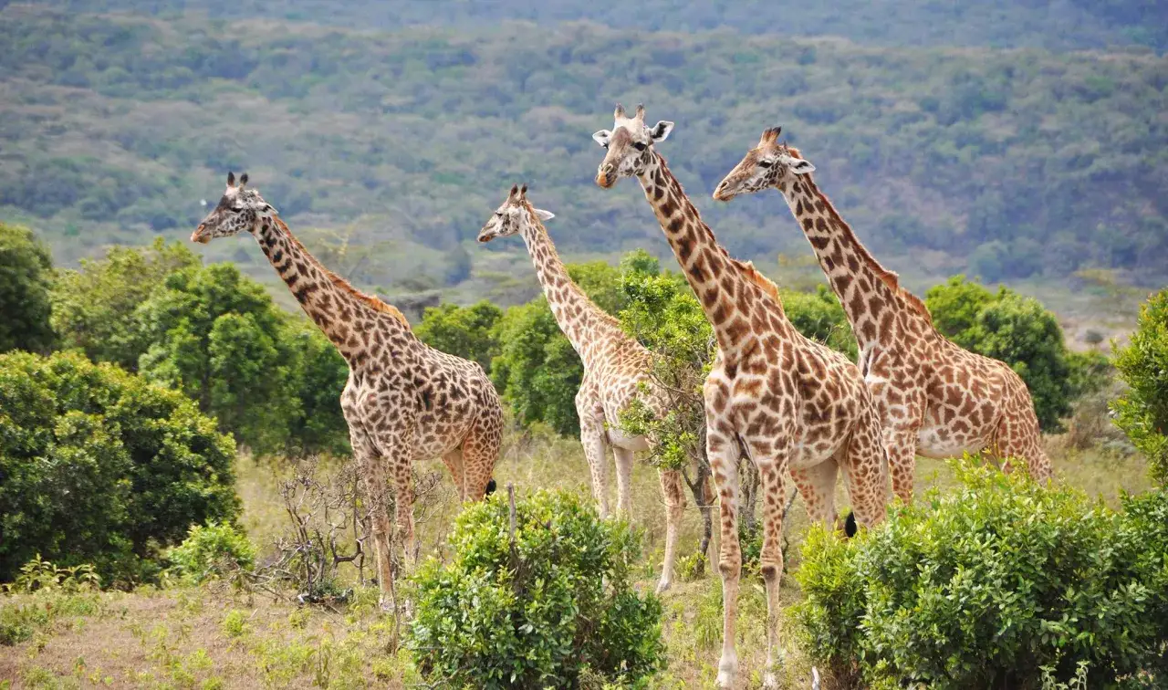 Vier Giraffen stehen in der Savanne Tansanias. Das Wetter im Februar ist warm und sonnig, ideal für die Tierwelt.