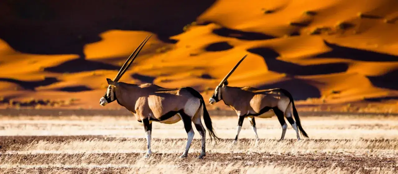 Dwie oryksy na tle pomarańczowych wydm. Idealny czas, kiedy najlepiej lecieć do Namibii, to okres od maja do października.