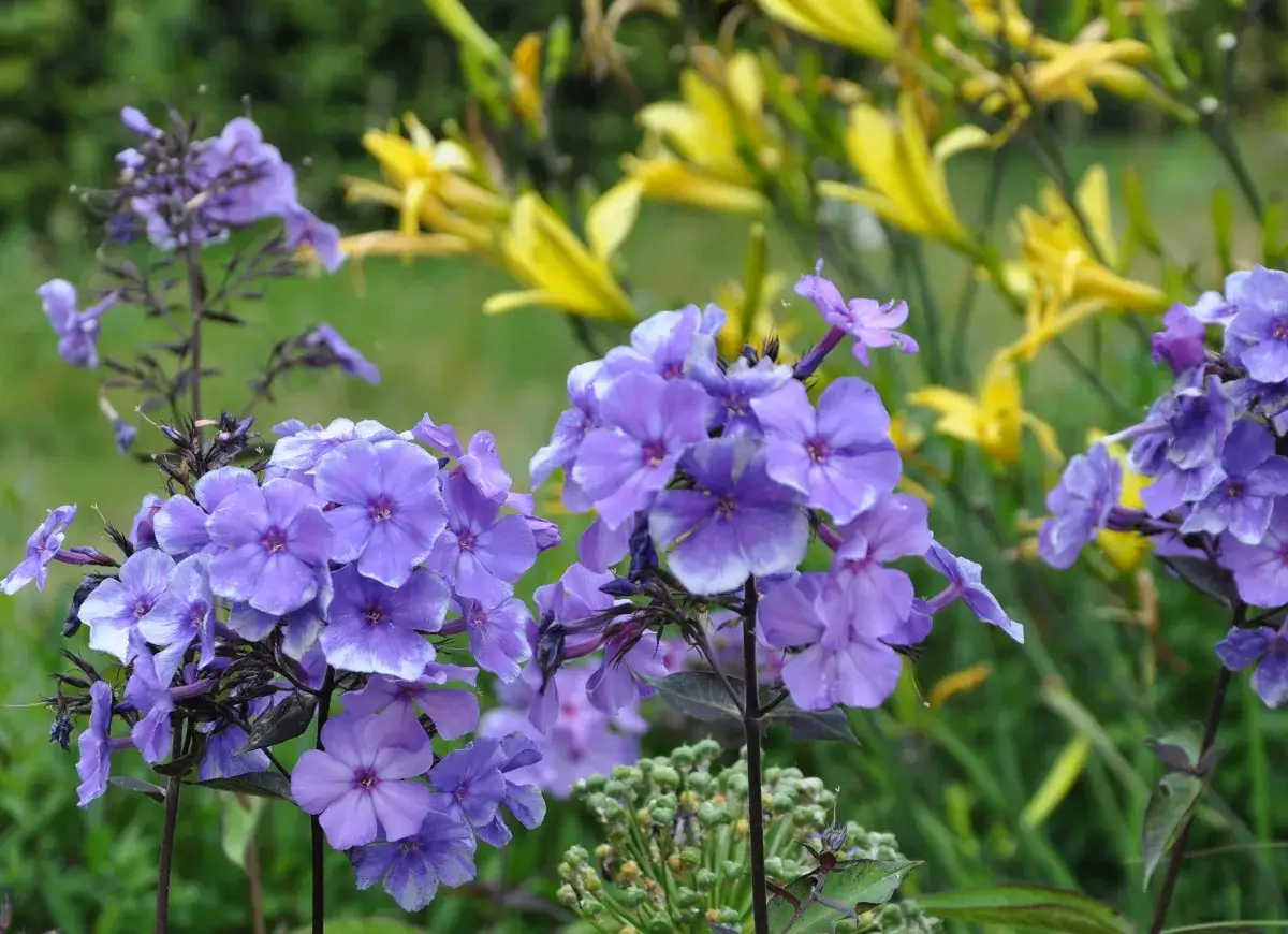 En klunga lila flox blommor med vita kanter, i bakgrunden gula blommor.
