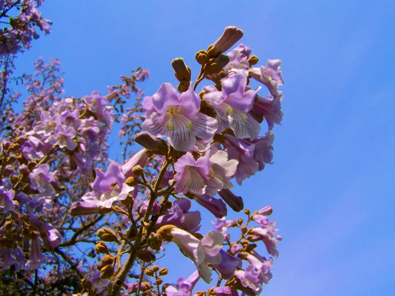 Paulownia kwitnienie w Polsce