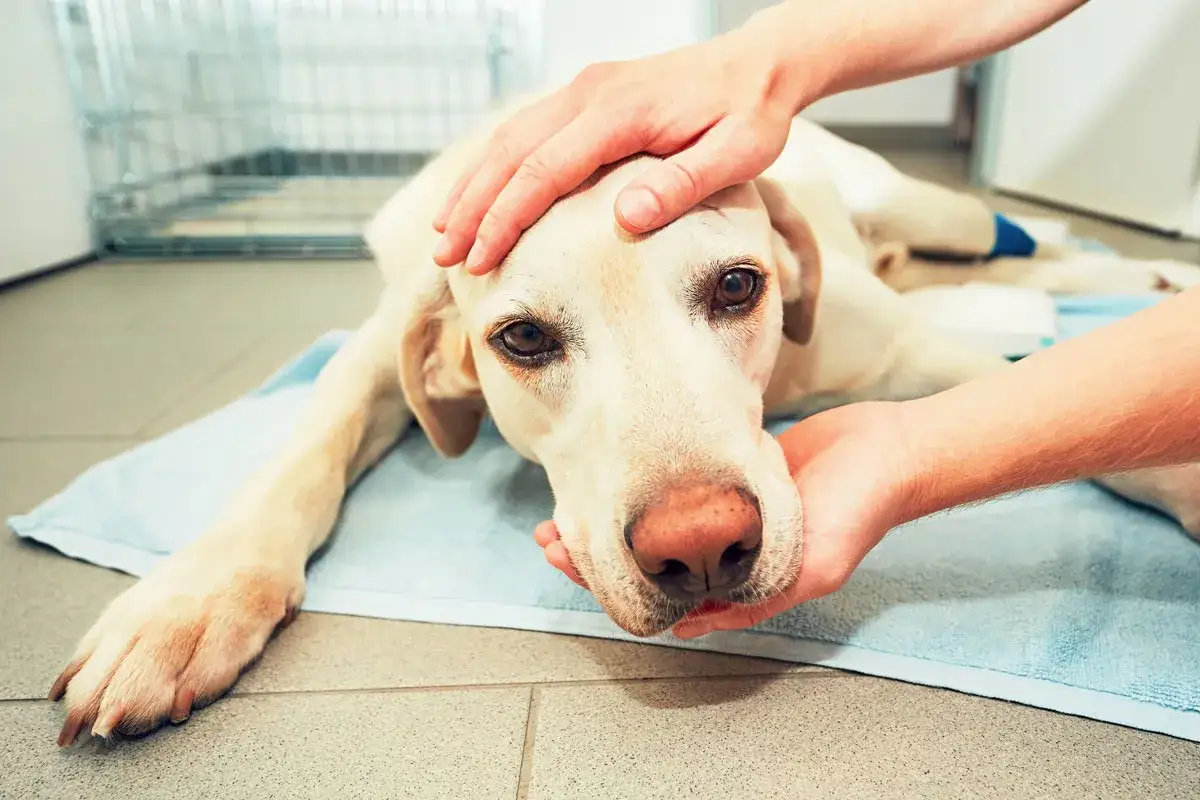 Ein Hund mit einer OP-Naht liegt auf einer Decke, wird sanft gestreichelt. Die Heilungsdauer nach der Operation ist entscheidend f&uuml;r seine Genesung.