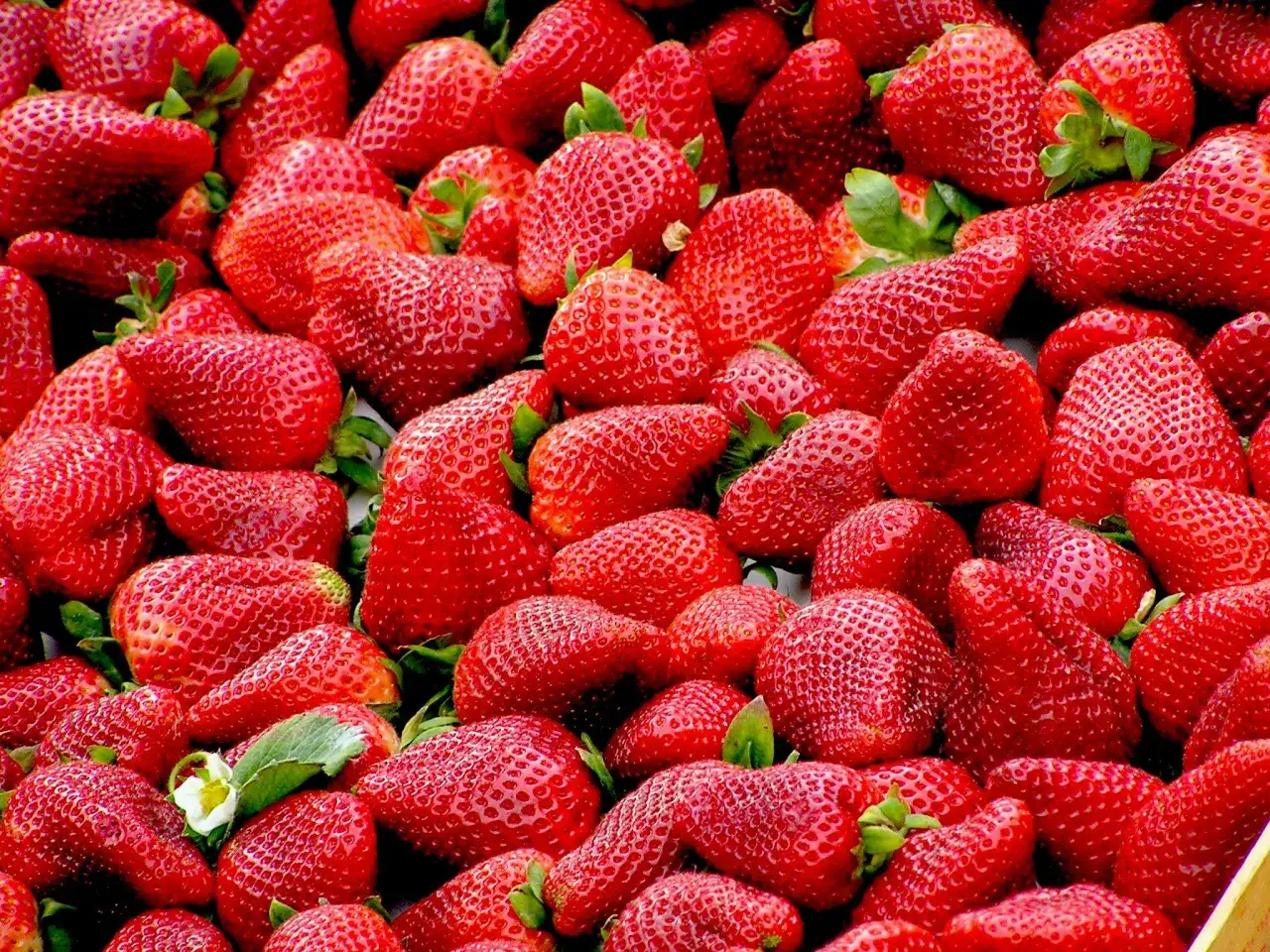 Frische, rote Erdbeeren, bereit, um gefriergetrocknete Erdbeeren selber machen zu können.