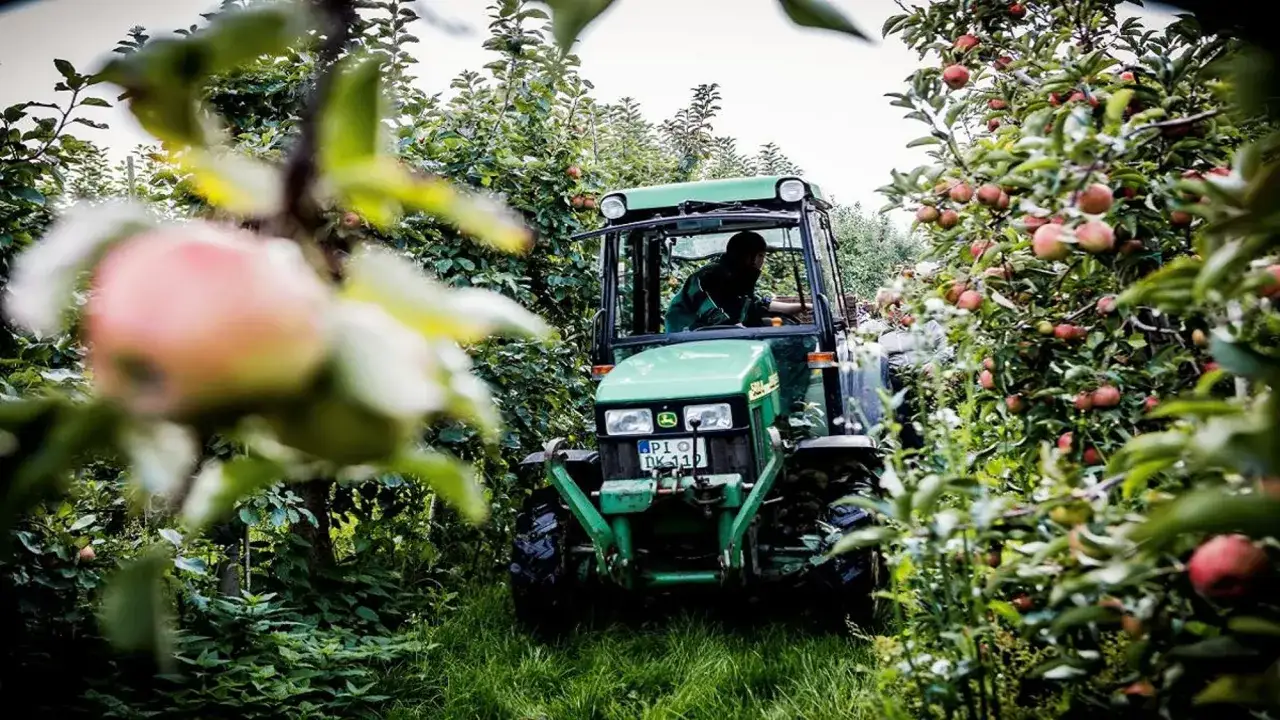 Zielony traktor z kierowcą przejeżdża przez sad pełen jabłek. W tle widać kolejne drzewa owocowe, a na pierwszym planie rozmyte jabłko.