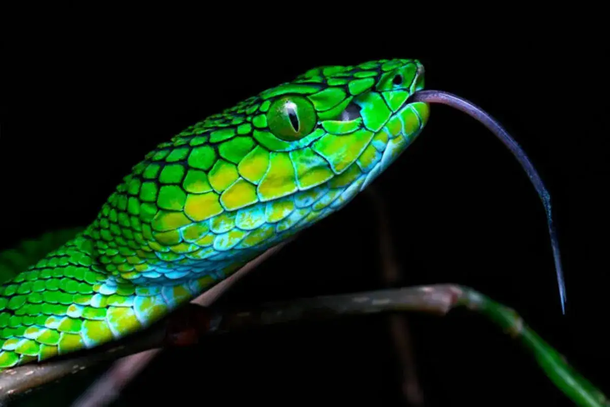 Primer plano de una culebra verde Espa&ntilde;a con la lengua b&iacute;fida fuera, posada en una rama.