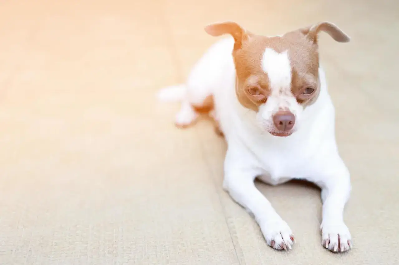 Un chihuahua blanco y marr&oacute;n, con ojos tristes, yace en el suelo. Parece que mi perro quiere volver a casa.