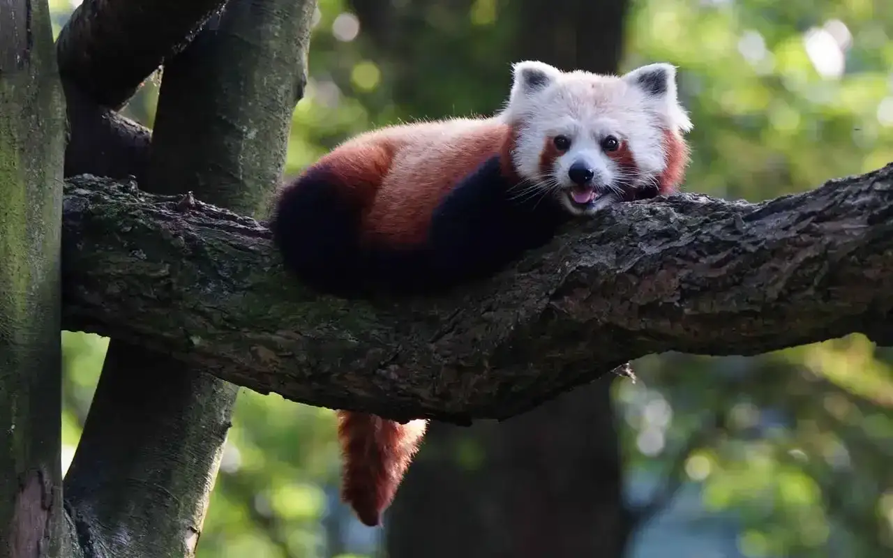 Mała panda odpoczywa na gałęzi w zoo w Gdańsku. Wśród wielu zwierząt, to urocze stworzenie przyciąga wzrok.