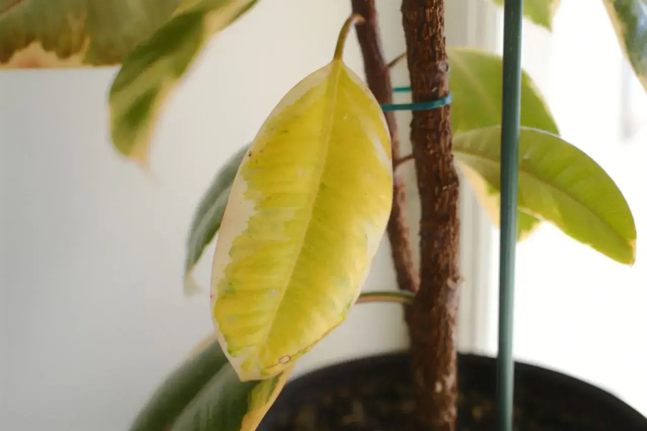 Feuille de ficus jaunie, signe qu'il perd ses feuilles. La plante est soutenue par un tuteur vert.