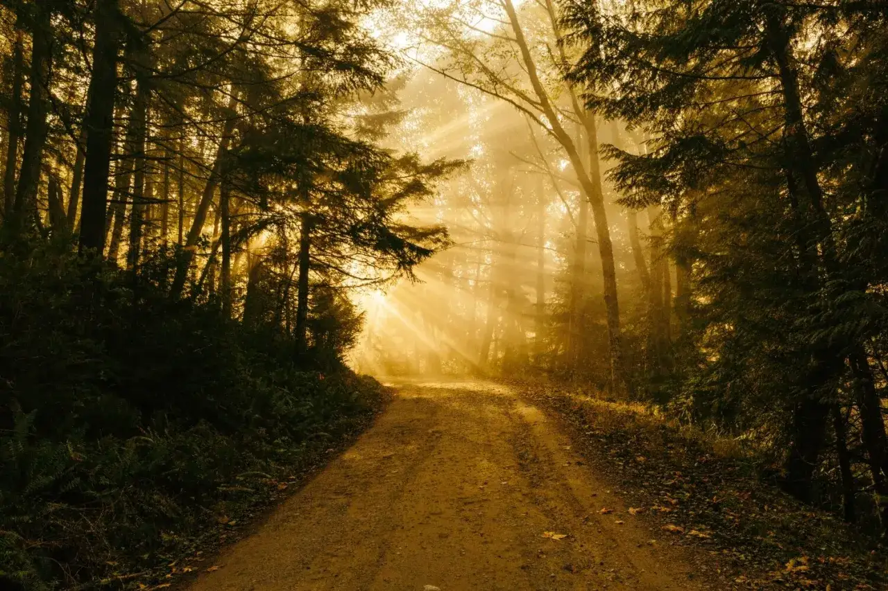 Sunbeams pierce the misty forest, illuminating a dirt path. This is the best light for outdoor photos, creating a magical, ethereal atmosphere.