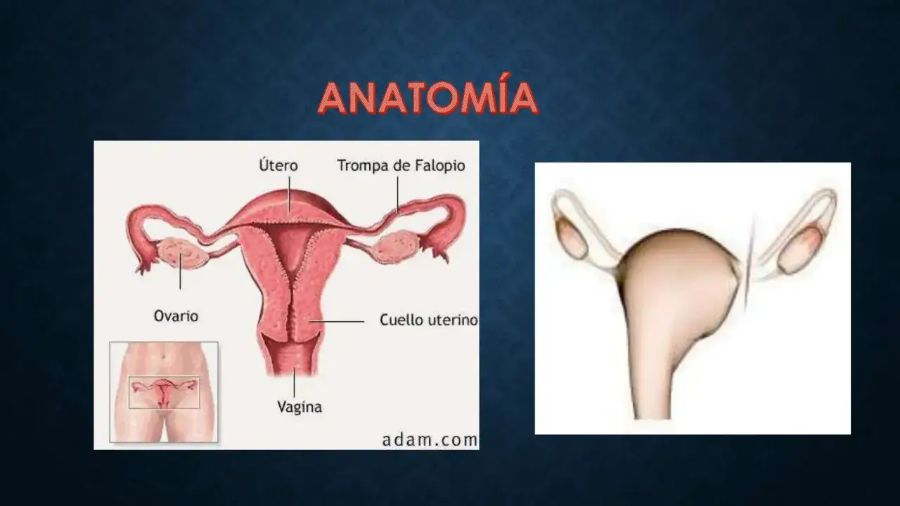 Anatomía del sistema reproductor femenino, mostrando útero, ovarios y trompas de Falopio. La imagen de la derecha ilustra una ligadura de trompas.