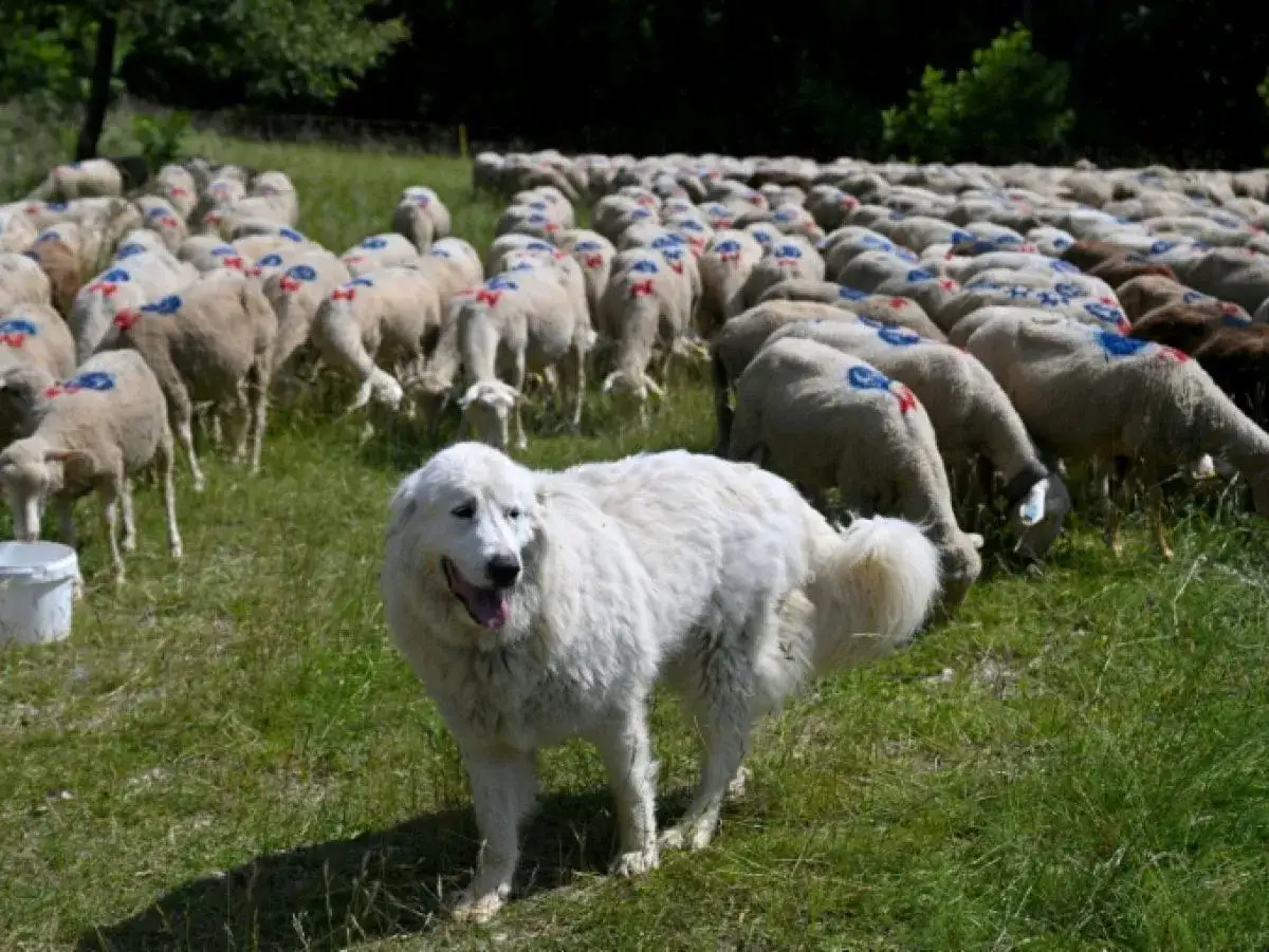 Un chien de berger Patou veille sur un troupeau de moutons marqués de peinture bleue et rouge, broutant dans un pré verdoyant.