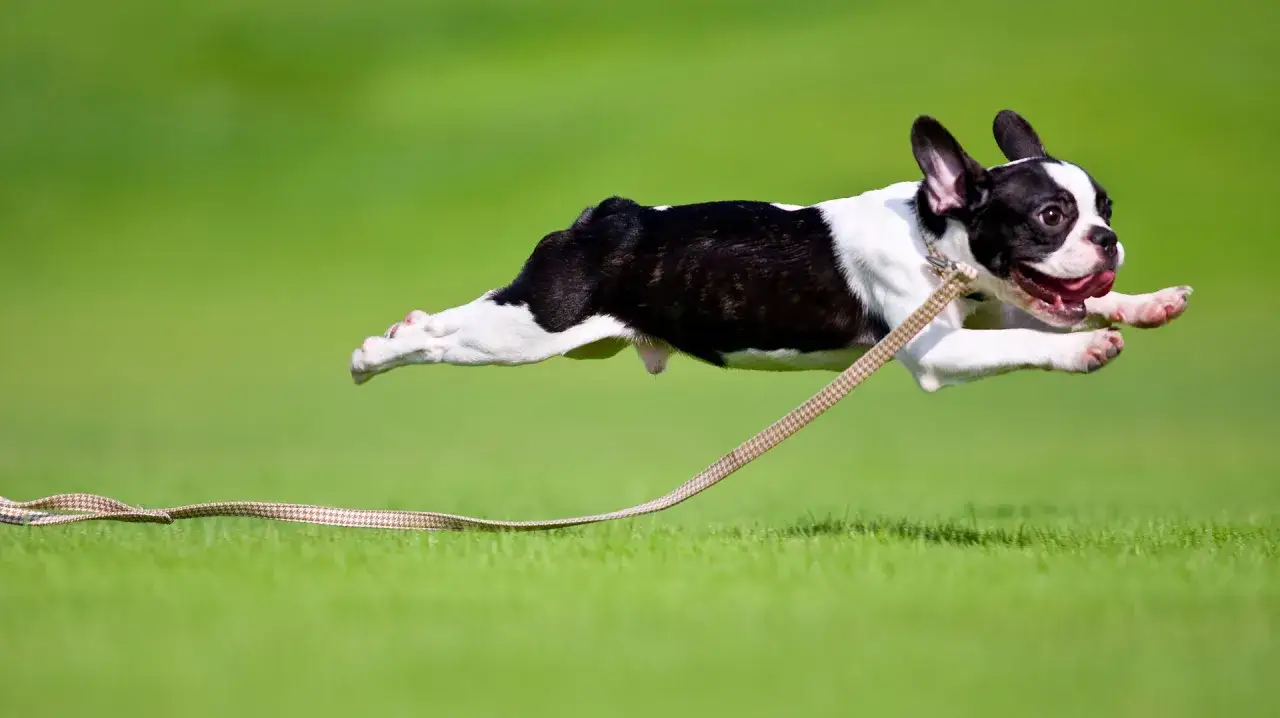 Un perro bulldog franc&eacute;s en pleno vuelo, disfrutando de sus zoomies en el c&eacute;sped.