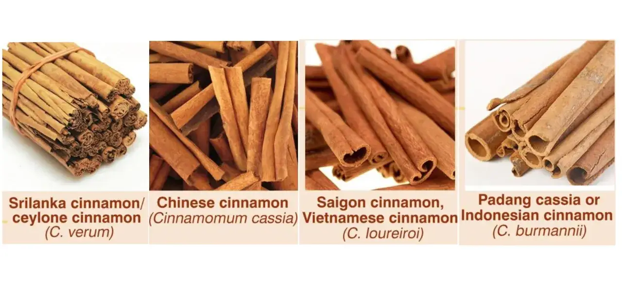 Vier Arten von Zimt: Ceylon, Chinesisch, Saigon und Indonesisch. Zimt gesund für viele Anwendungen.