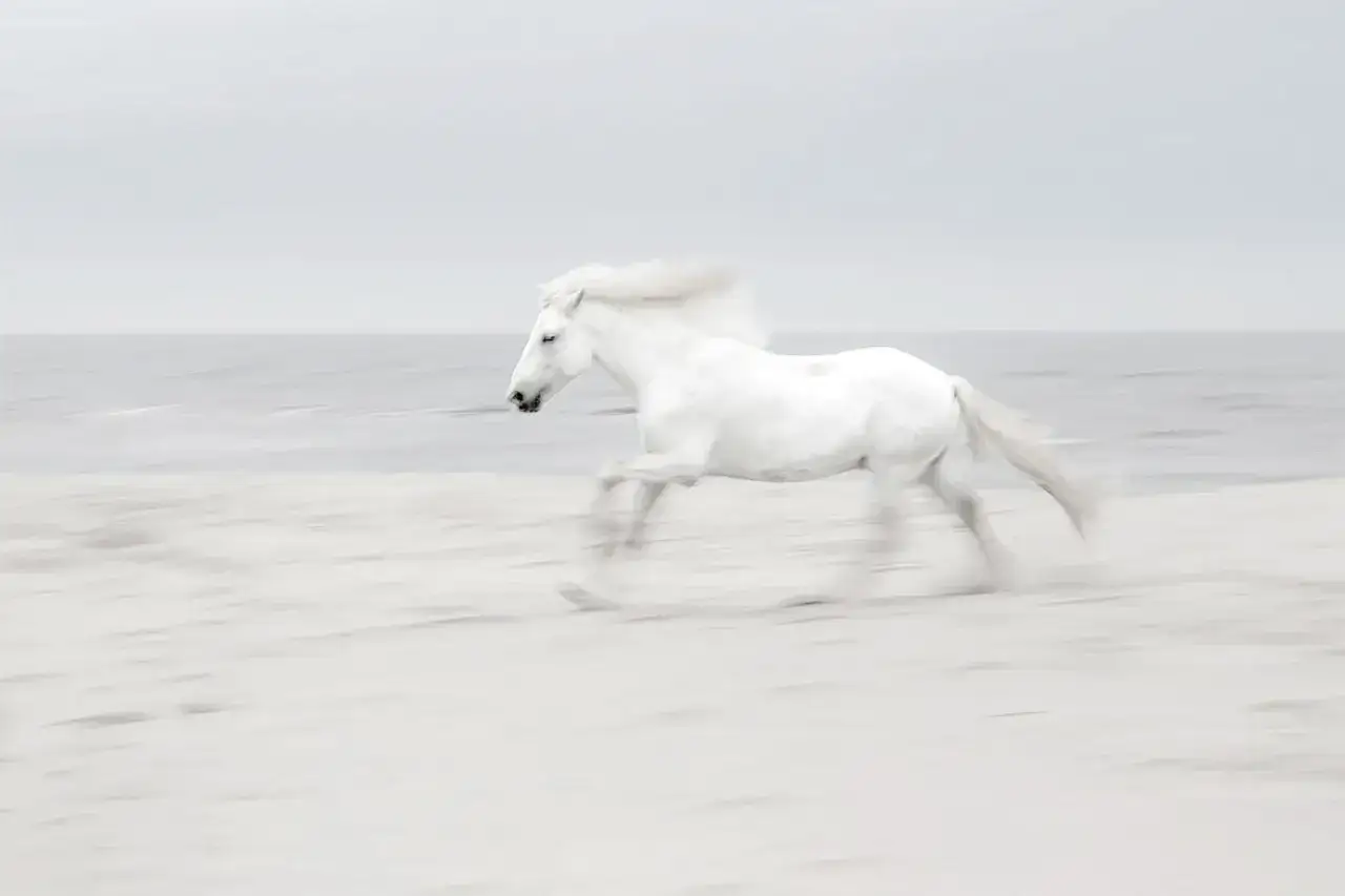 Biały koń galopuje po plaży, tworząc efekt ruchu dzięki technice panning.