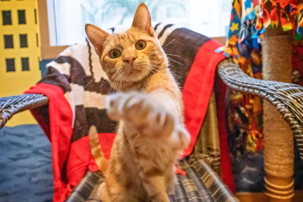 En orange katt str&auml;cker ut tassen, ser ut som den har adhd. Den sitter p&aring; en stol med randiga filtar.