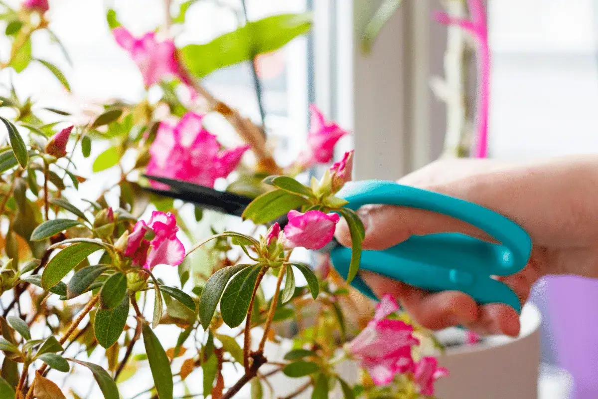 Une main utilise des ciseaux bleus pour la taille d'un azal&eacute;e rose en fleurs pr&egrave;s d'une fen&ecirc;tre.