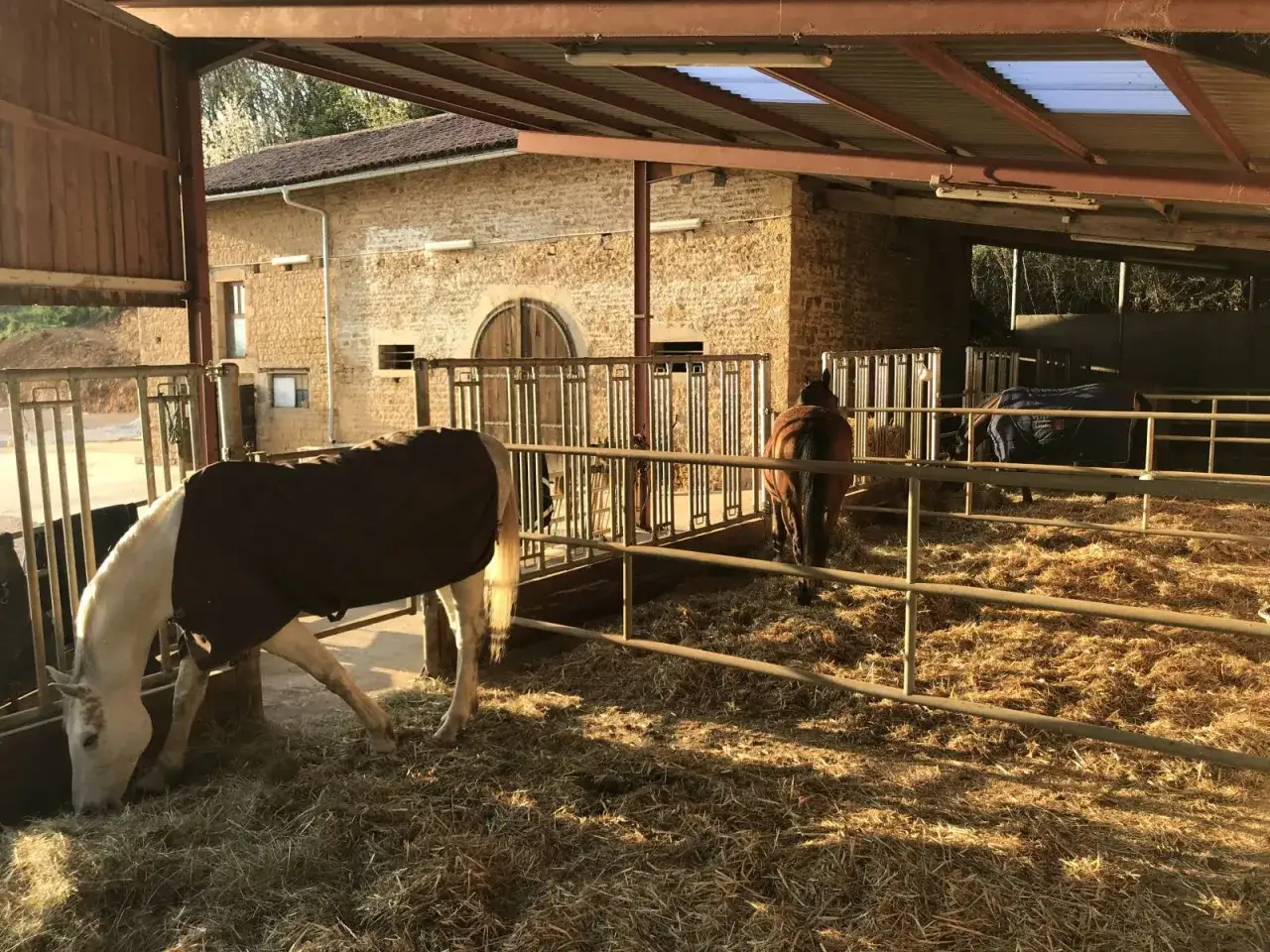 Chevaux en stabulation libre dans une écurie en pierre, certains mangent du foin, d'autres portent des couvertures.