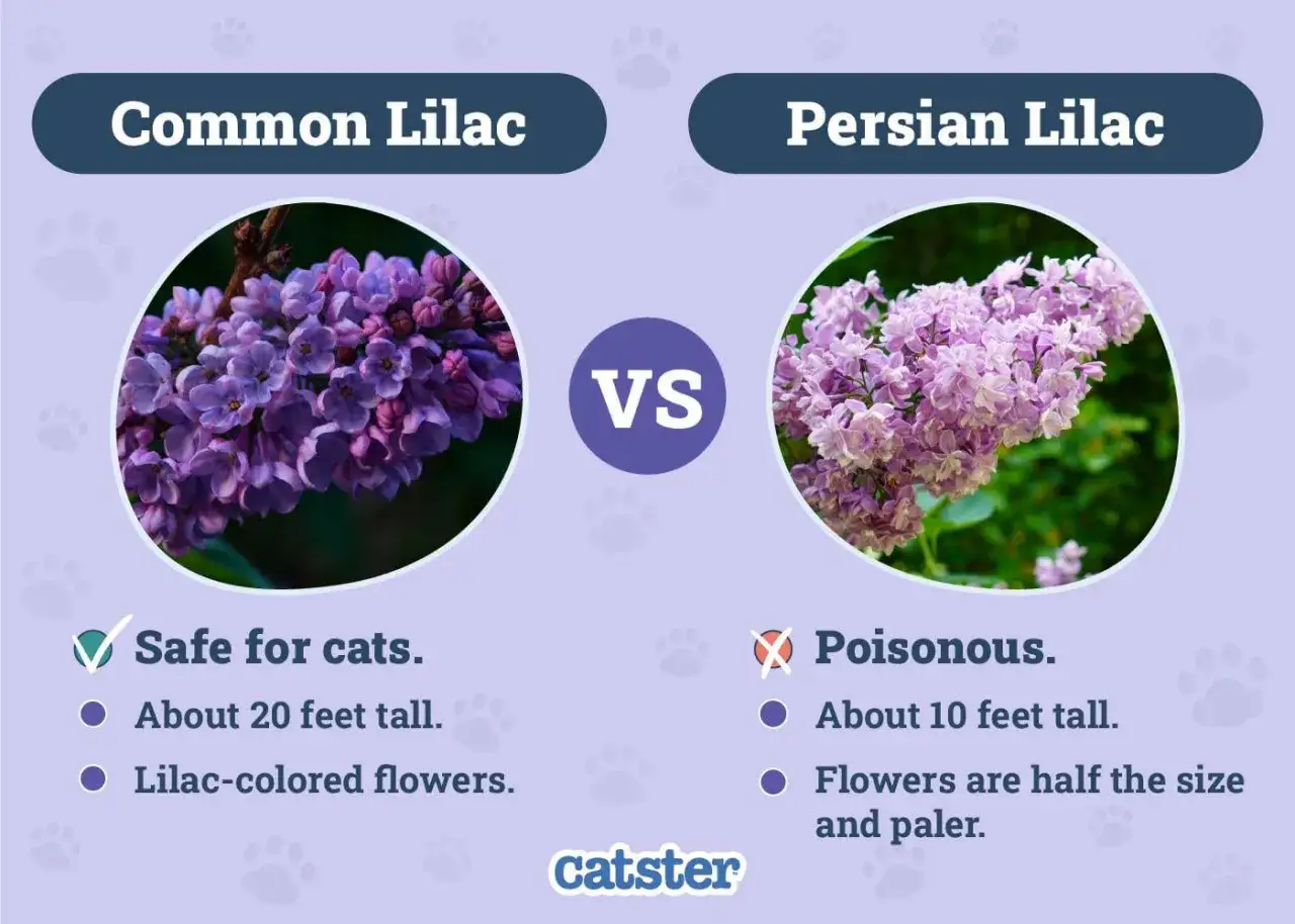Common lilacs are safe for cats, but Persian lilacs are poisonous. Are lilacs poisonous to dogs? This graphic compares the two.