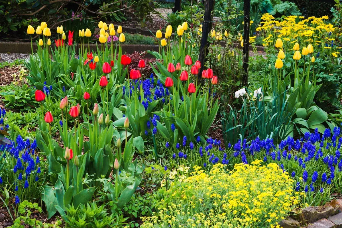 Kolorowy ogród pełen kwitnących tulipanów, muscari i żółtych kwiatów. Wiosenne kwiaty wieloletnie tworzą radosną kompozycję.