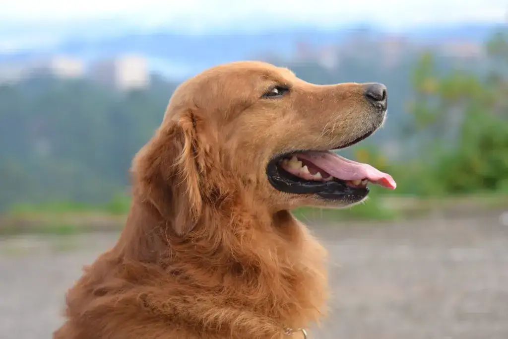 Weterynarz bada psa rasy Golden Retriever