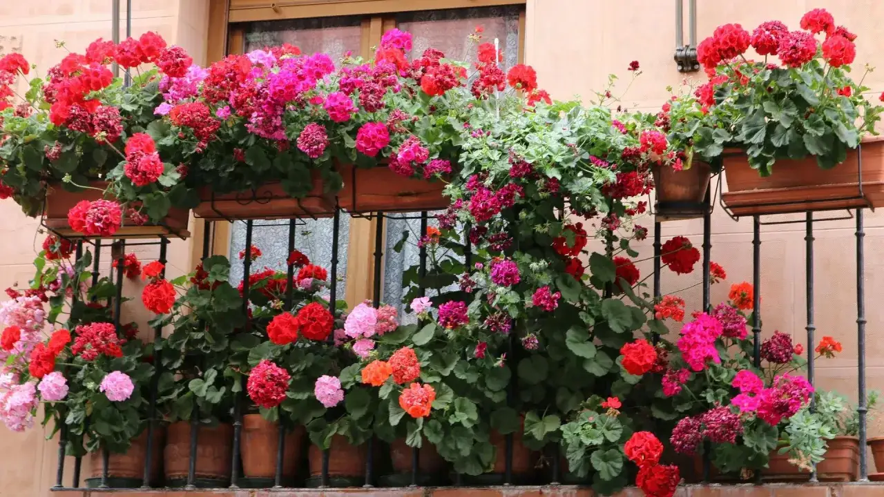 Balkon pełen kwitnących pelargonii w odcieniach różu i czerwieni. Idealna inspiracja, jakie kwiaty na balkon wybrać, by stworzyć kolorowy zakątek.