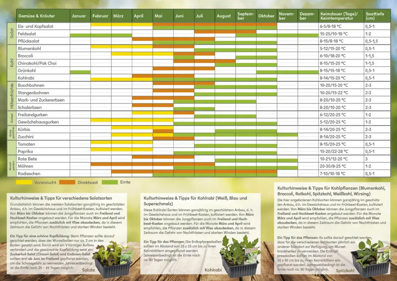 Wann kann man blumen pflanzen? Der Kalender zeigt, dass viele Gem&uuml;searten wie Salat, Kohl und Wurzelgem&uuml;se ab M&auml;rz/April direkt ges&auml;t oder vorgezogen werden k&ouml;nnen.