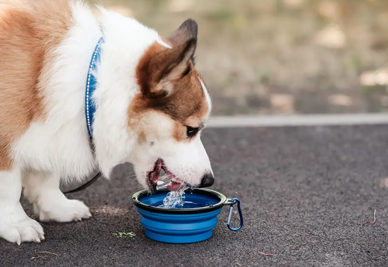 Mi perro bebe mucha agua, especialmente en días calurosos. Aquí lo vemos refrescándose con su cuenco portátil.
