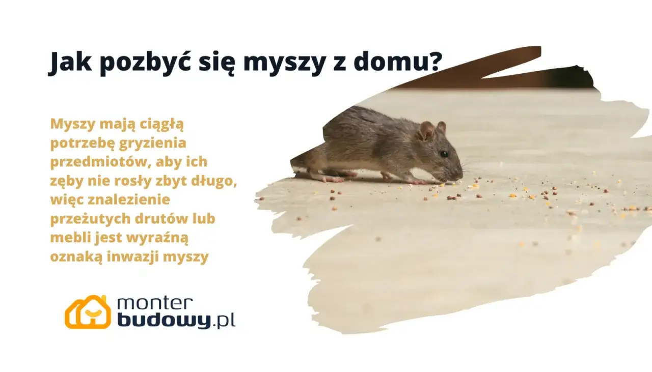 Szara mysz szuka pożywienia na podłodze, co jest oznaką inwazji myszy w domu.