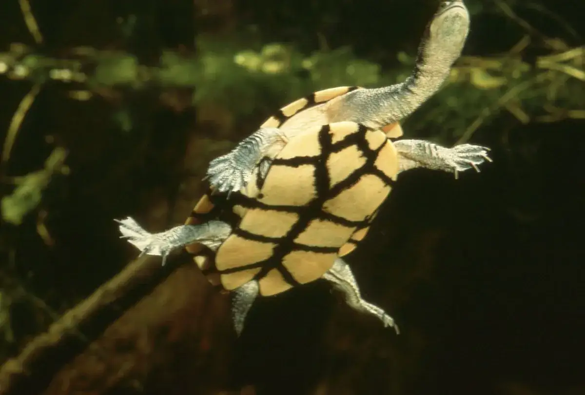 Tortuga cuello de serpiente nadando, con su caparaz&oacute;n amarillo y negro y patas palmeadas extendidas.
