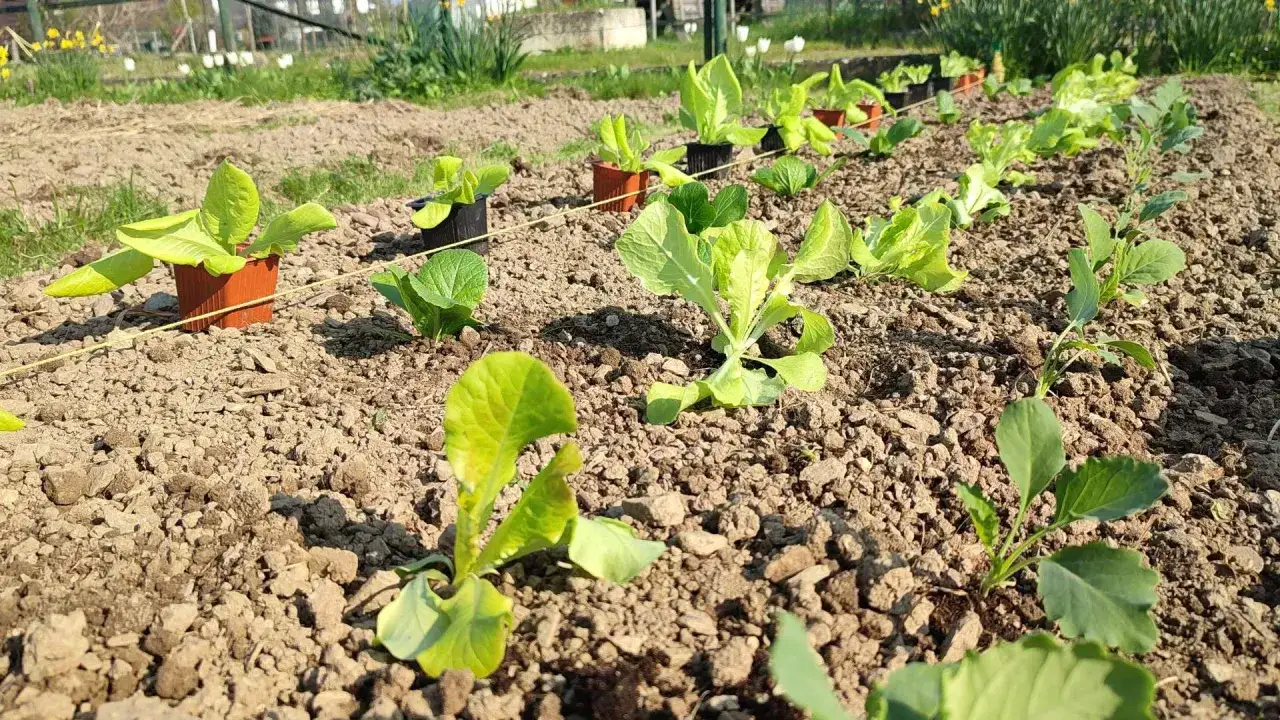 Jeunes plants de salades en godets et en pleine terre, prêts pour la récolte. Le semis de salade est une étape clé pour un potager florissant.