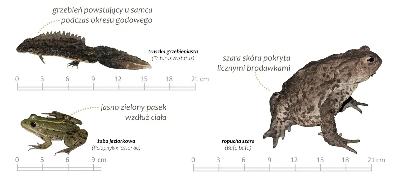Płazy w Polsce: traszka grzebieniasta z grzebieniem godowym, żaba jeziorkowa z zielonym paskiem i ropucha szara z brodawkowatą skórą.