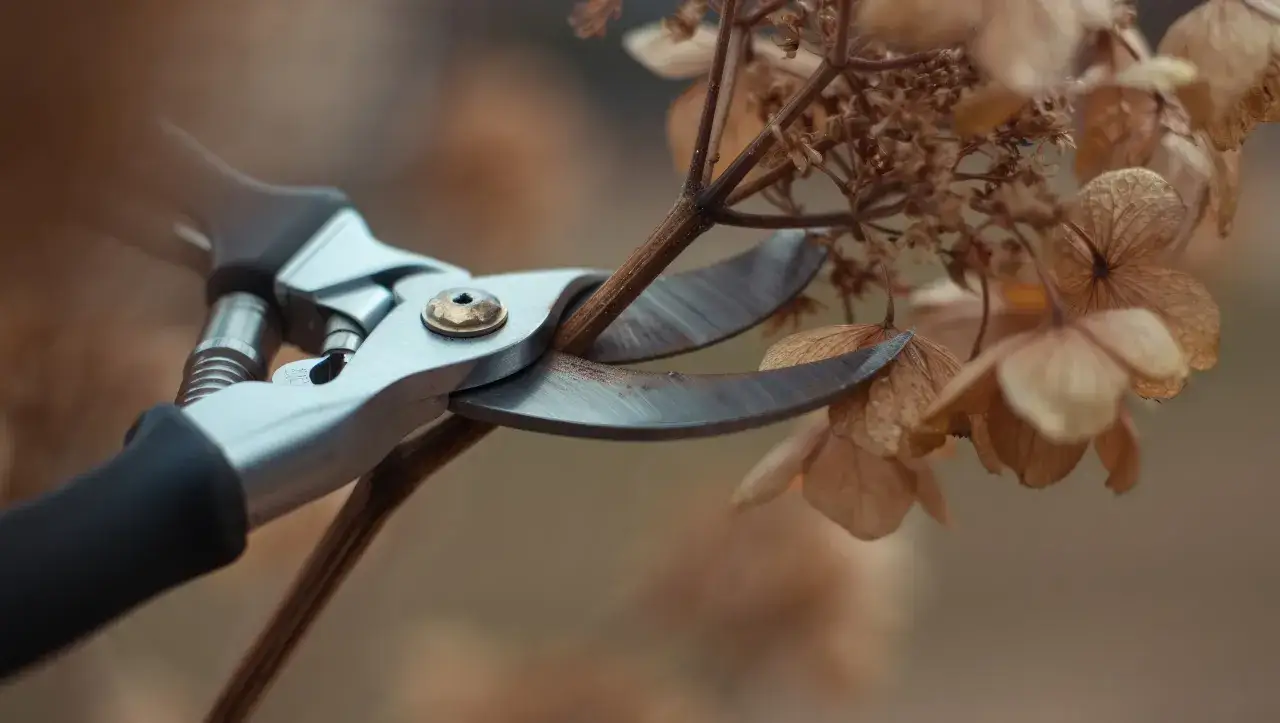 Sécateur coupant une branche sèche, étape essentielle pour le **taille bonsai** et l'entretien des plantes.