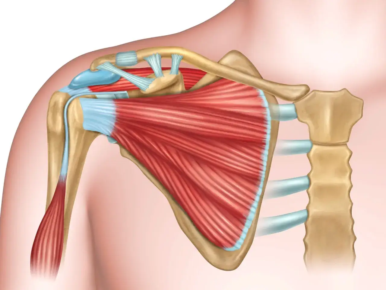 Anatomia stawu ramiennego: kości, mięśnie i więzadła. Widoczna budowa stawu ramiennego z zaznaczonymi elementami.
